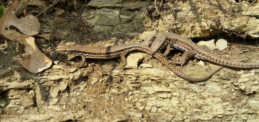 Lizards mating in spring