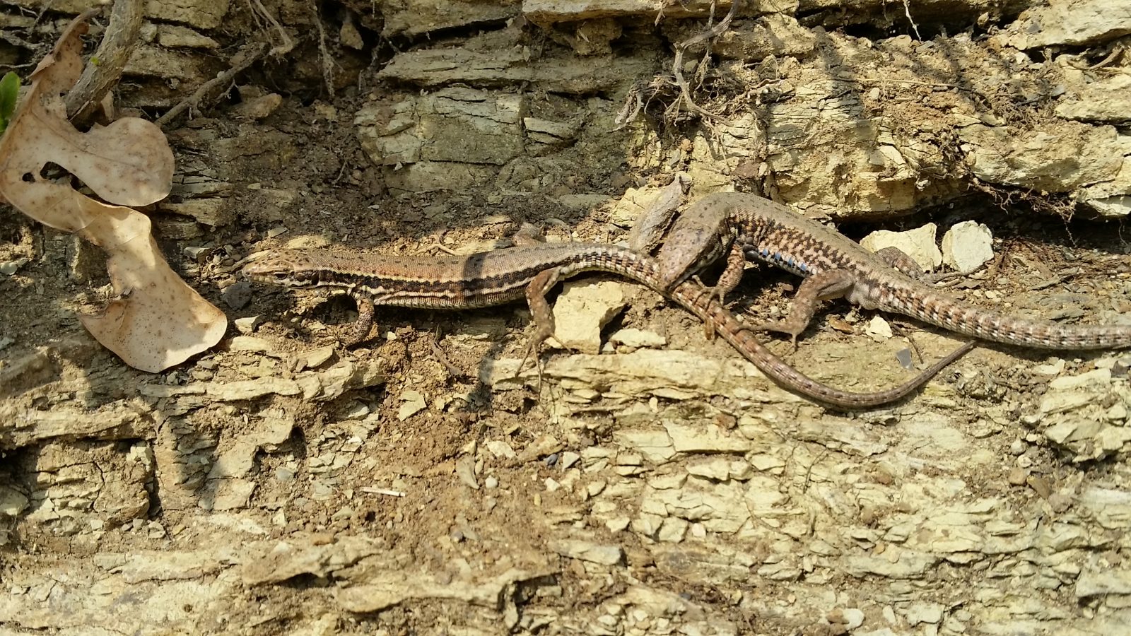 Lizards mating in spring